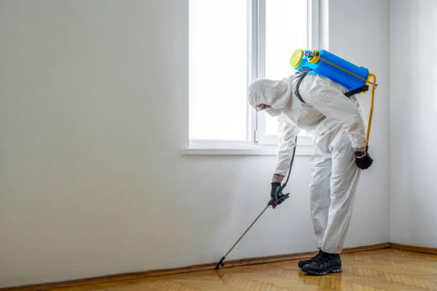 Best Flea Control Services  in Dripping Springs, TX