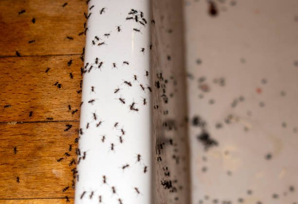 Pest Control Cost in Dripping Springs, TX