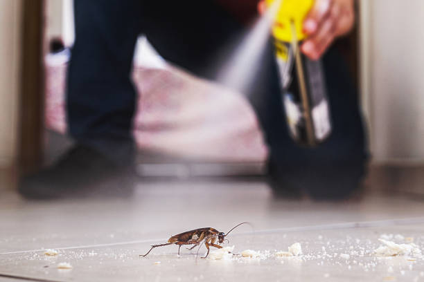 Flea Control Services in Dripping Springs, TX
